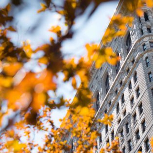 flatiron flowers